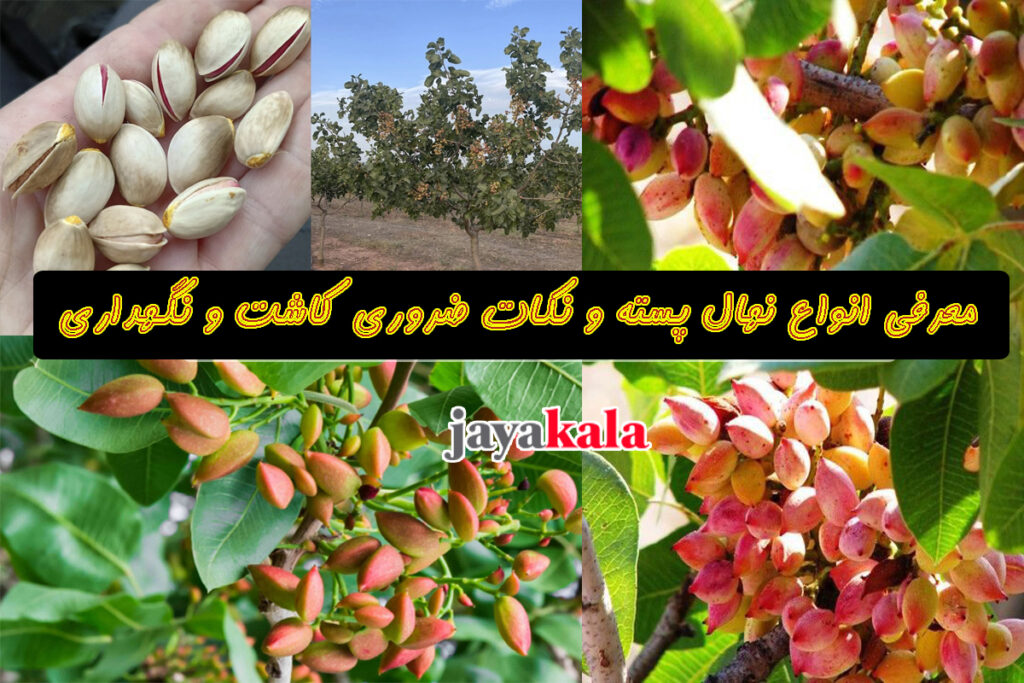 معرفی انواع نهال پسته و نکات ضروری کاشت و نگهداری