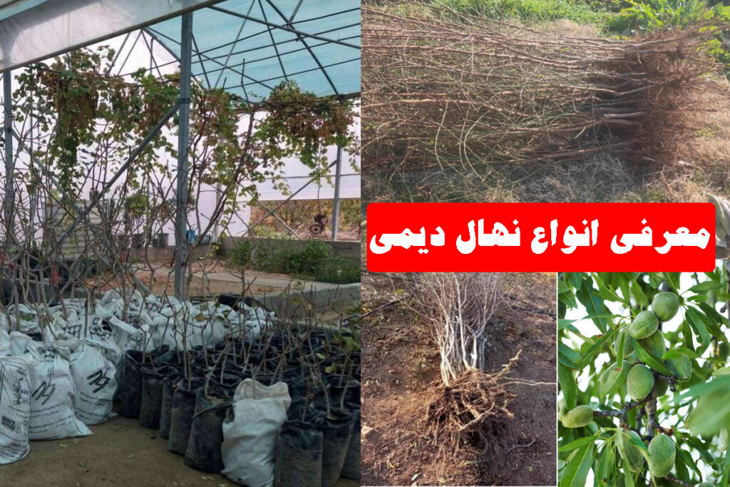 معرفی-کاشت-نهال-های-دیمی-در-وضعیت-کم-آبی