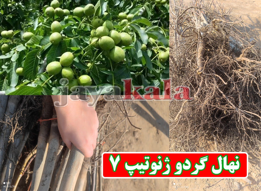 نهال گردو ژنوتیپ 7