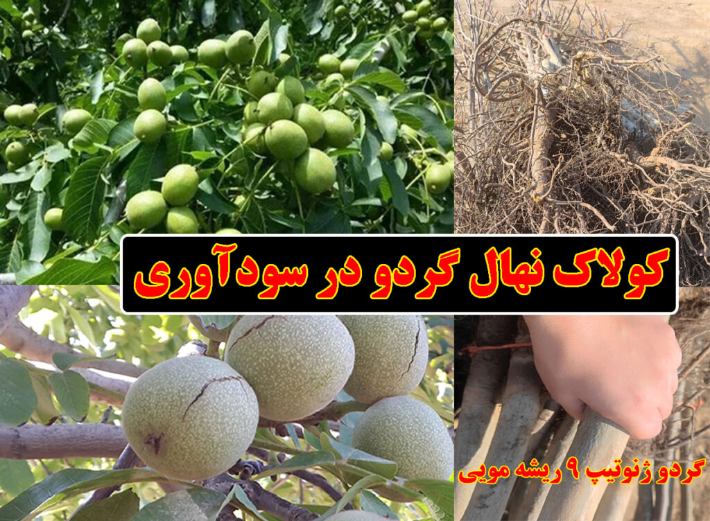 کولاک نهال گردو در سودآوری