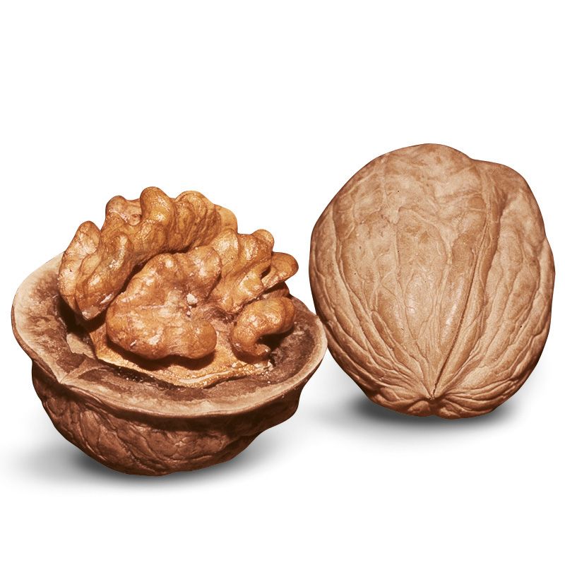 نهال گردو ژنوتیپ برتر ویژه جایا