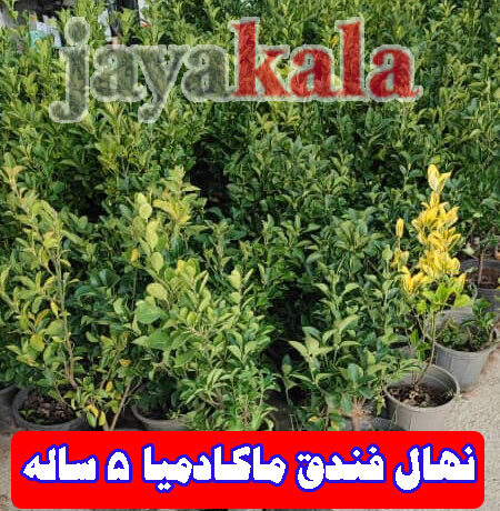 نهال فندق ماکادمیا (Macadamia)