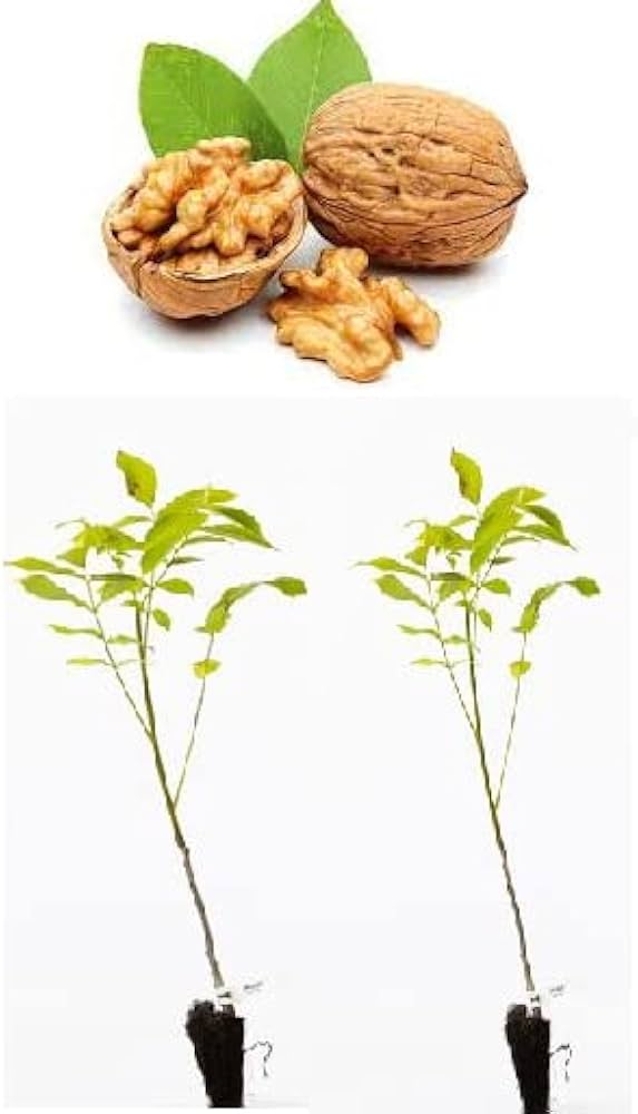 نهال گردو پیوندی پدرو