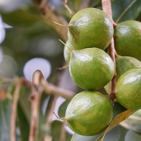 نهال فندق ماکادمیا (Macadamia)