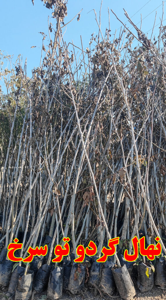 گردو تو سرخ