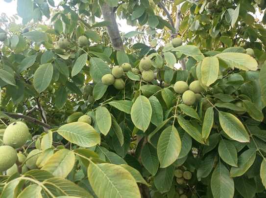 نهال گردو فرنور