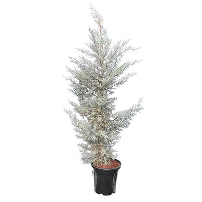 نهال سرو نقره ای