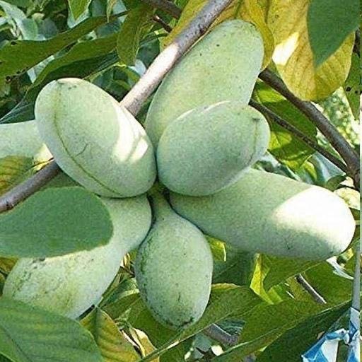 نهال انبه پاوپائو