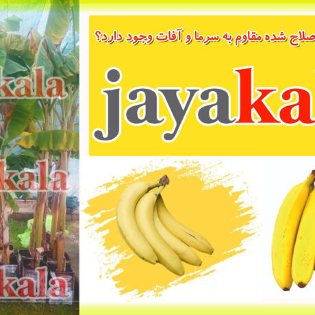 آیا نهال موز اصلاح شده مقاوم به سرما و آفات وجود دارد؟