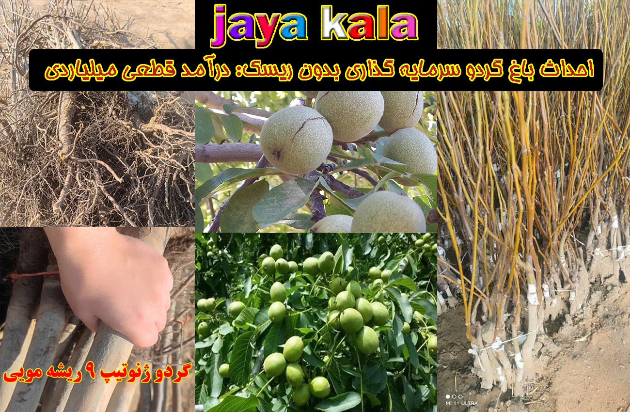 احداث باغ گردو سرمایه گذاری بدون ریسک: درآمد قطعی میلیاردی