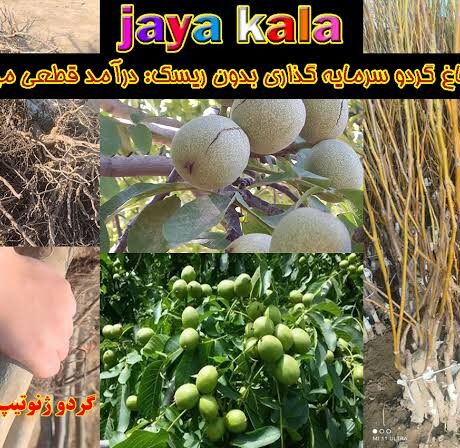 احداث باغ گردو سرمایه گذاری بدون ریسک: درآمد قطعی میلیاردی