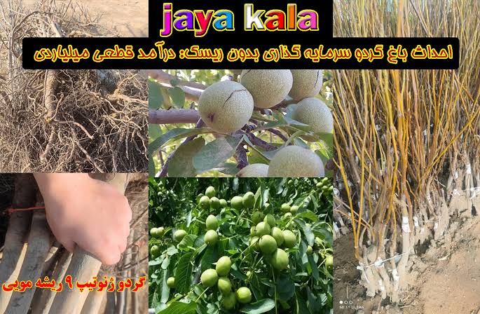 احداث باغ گردو سرمایه گذاری بدون ریسک: درآمد قطعی میلیاردی
