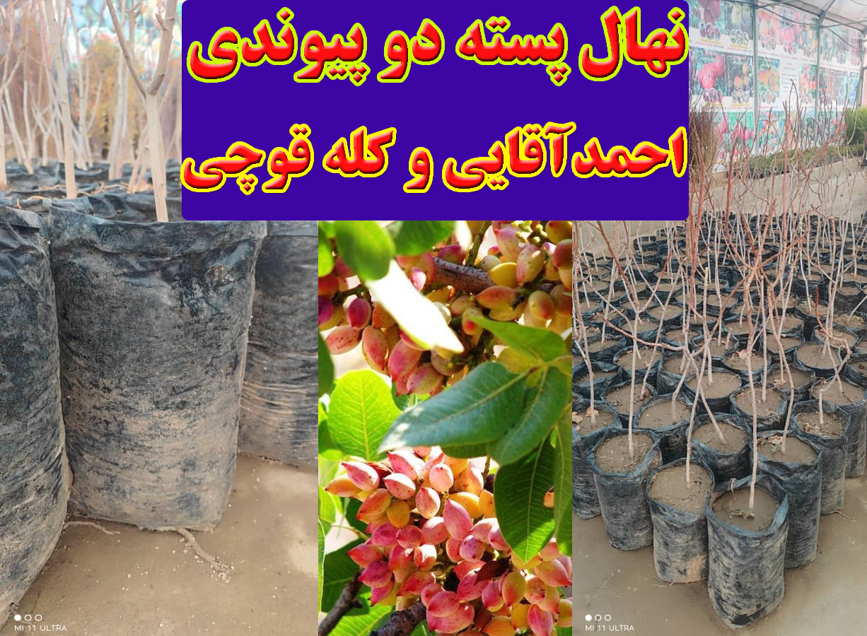 نهال پسته دو پیوندی احمد آقایی و کله قوچی 3 ساله