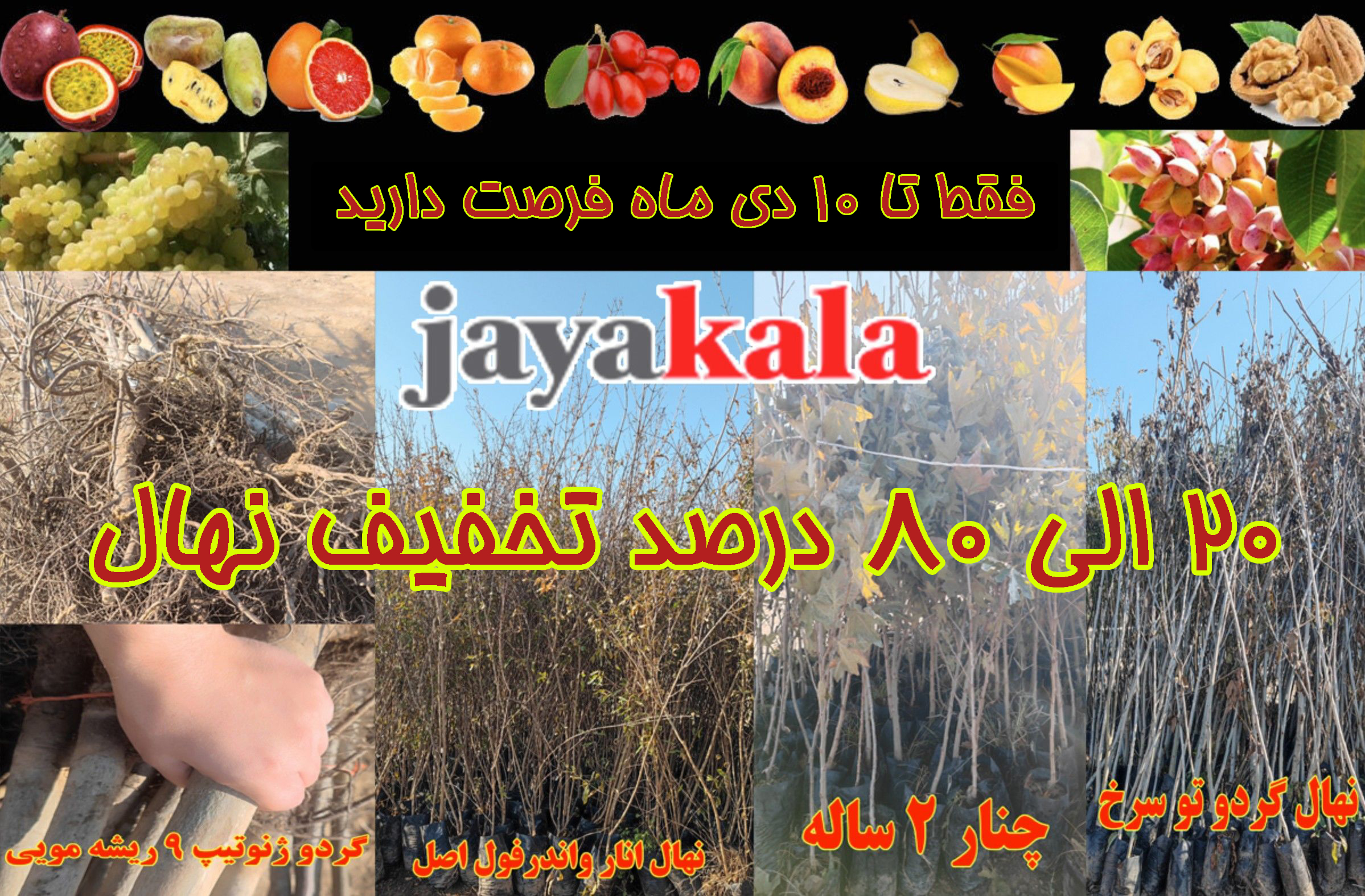 افزایش قیمت نهال بعد از 10 دی ماه