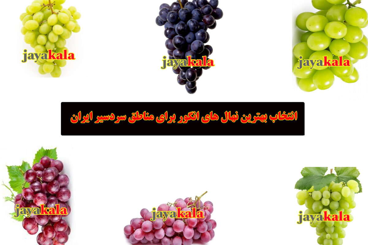 انتخاب بهترین نهال های انگور برای مناطق سردسیر ایران