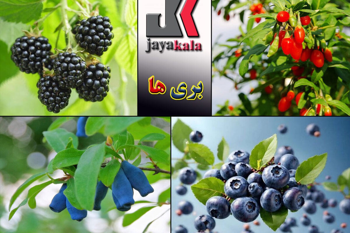 معرفی انواع نهال بری و مقایسه رقم های مختلف بری