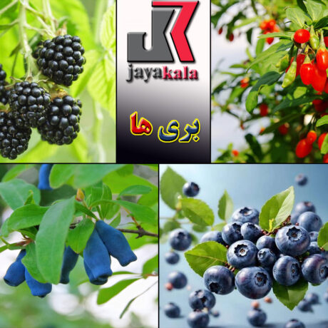 معرفی انواع نهال بری و مقایسه رقم های مختلف بری