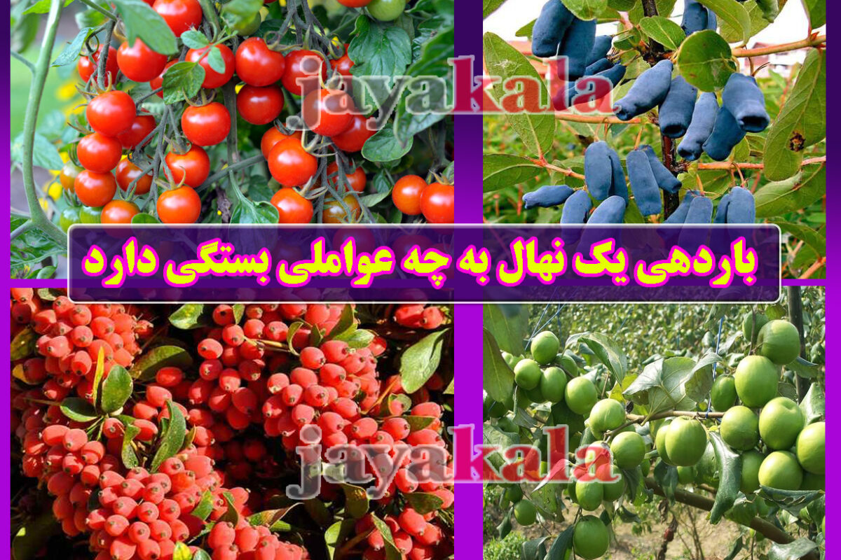 باردهی یک نهال به چه عواملی بستگی دارد