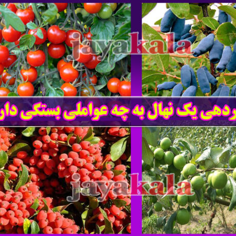 باردهی یک نهال به چه عواملی بستگی دارد
