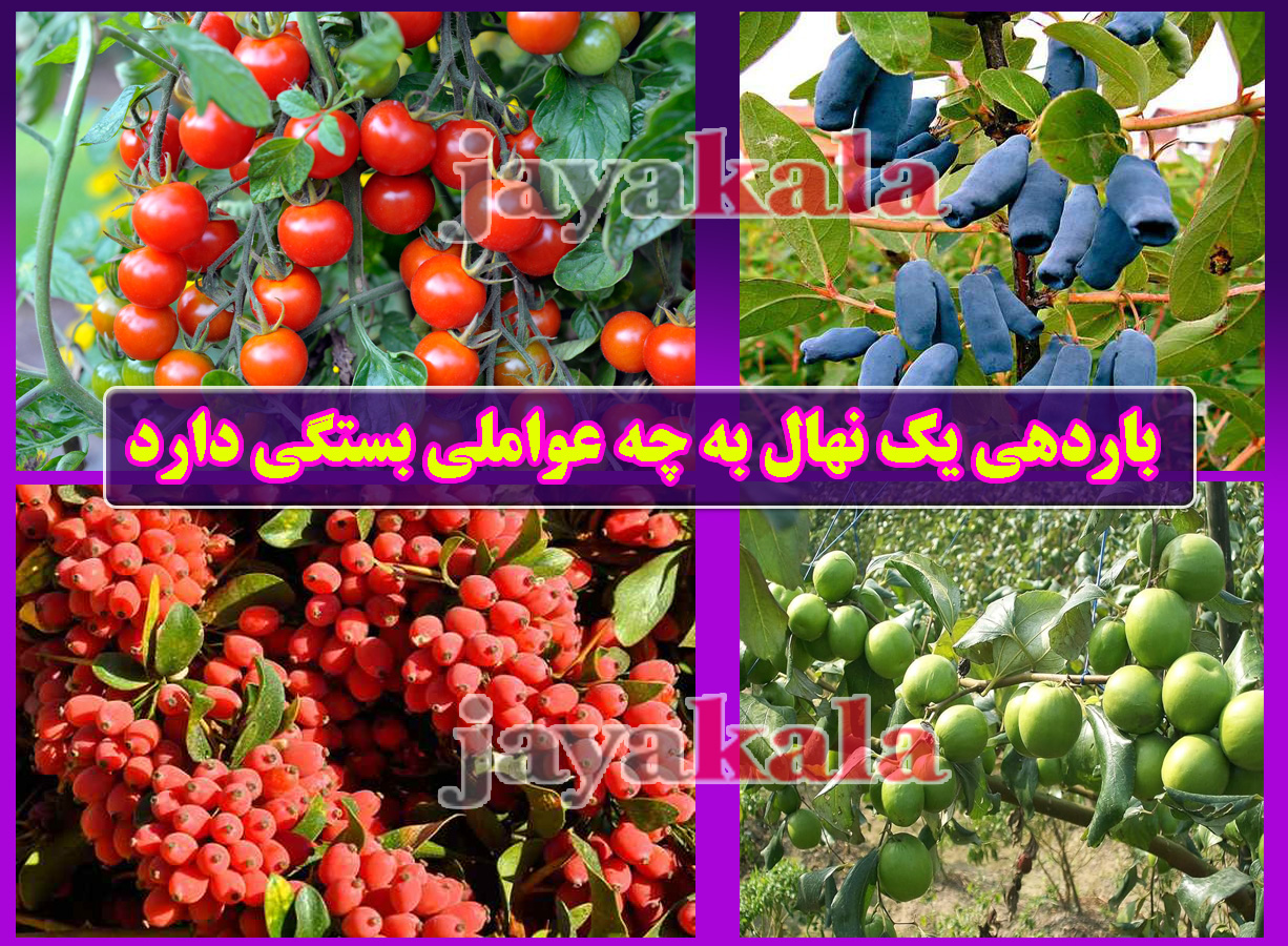 باردهی یک نهال به چه عواملی بستگی دارد