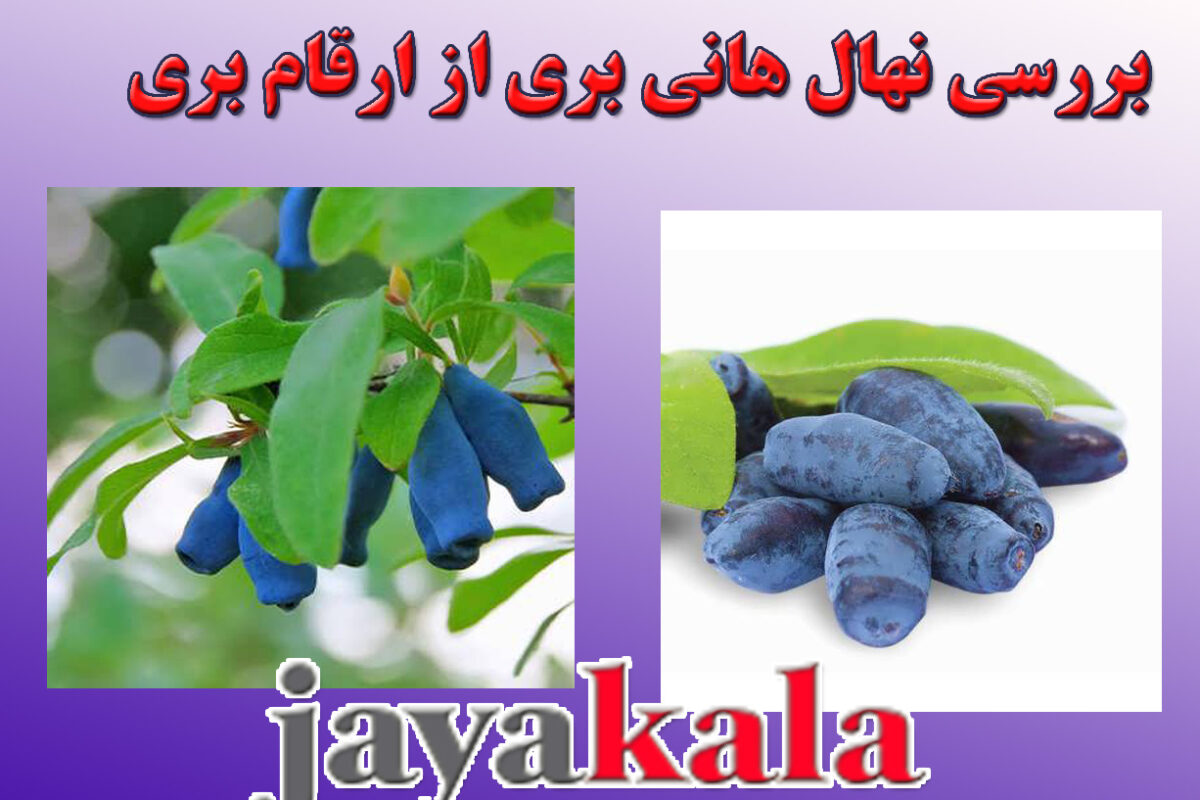 بررسی نهال هانی بری از ارقام بری