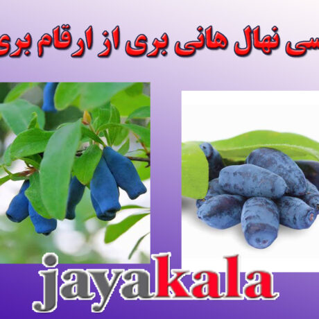بررسی نهال هانی بری از ارقام بری