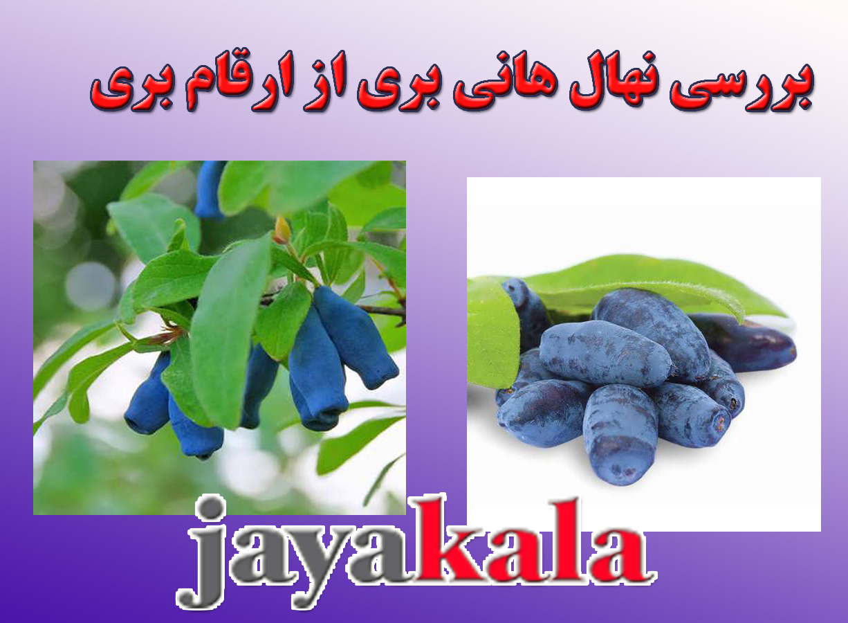 بررسی نهال هانی بری از ارقام بری