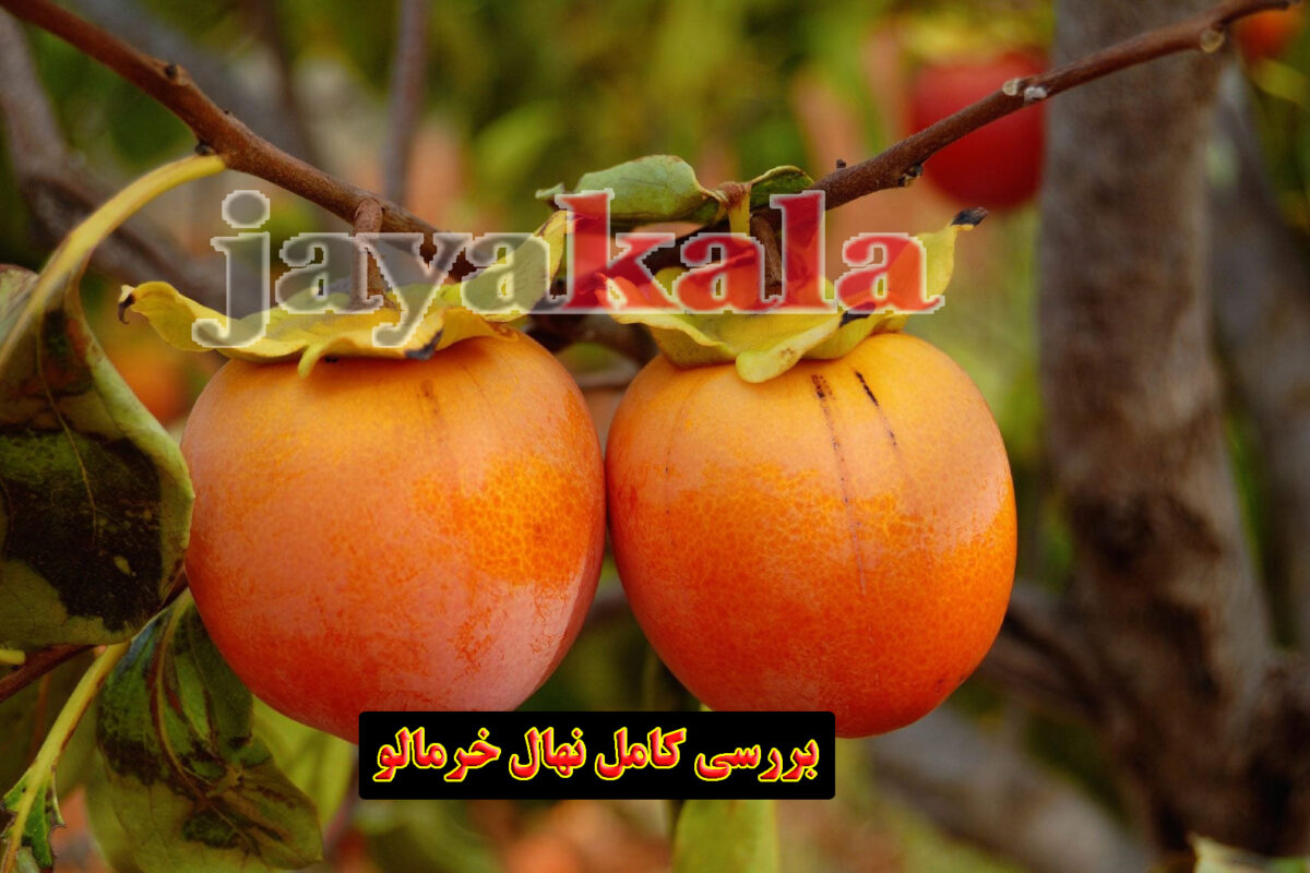 بررسی کامل نهال خرمالو
