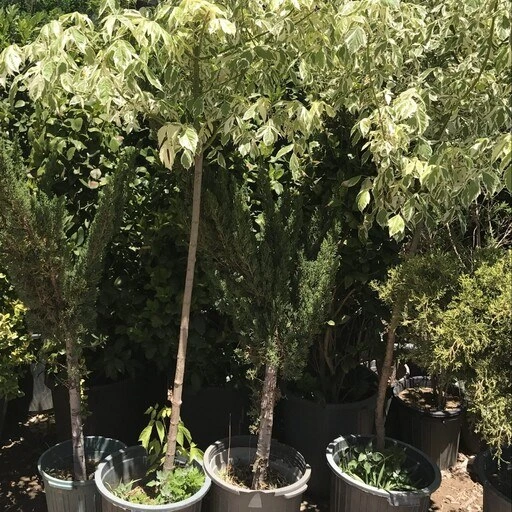 خرید و قیمت نهال افر