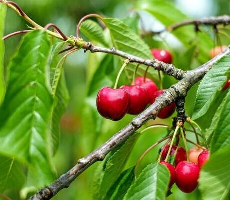 روش-های-مطمن-کاشت-و-نگهداری-نهال-گیلاس