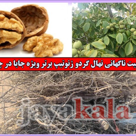 محبوبیت ناگهانی نهال گردو ژنوتیپ برتر ویژه جایا در چیست؟