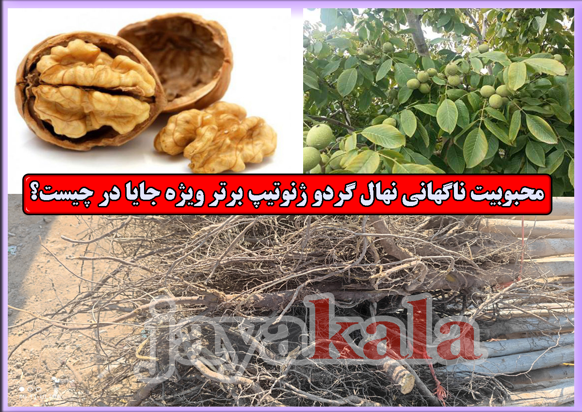 محبوبیت ناگهانی نهال گردو ژنوتیپ برتر ویژه جایا در چیست؟
