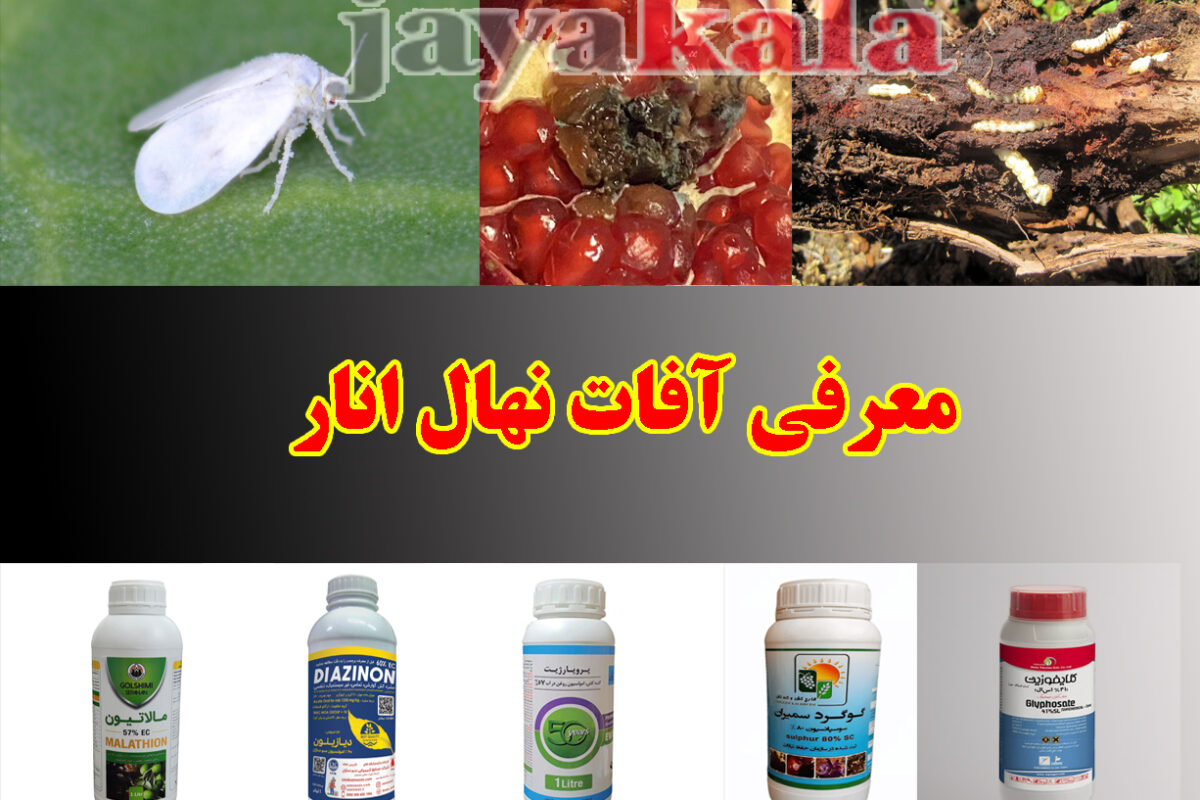 معرفی آفات نهال انار