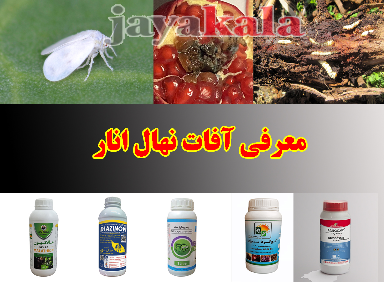 معرفی آفات نهال انار