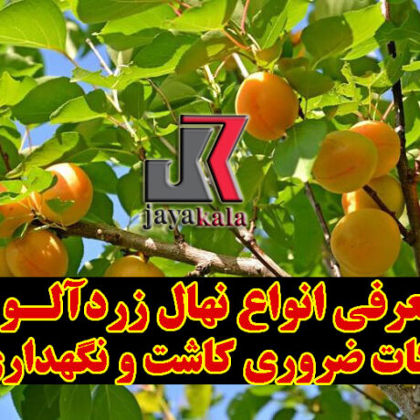 معرفی انواع نهال زردآلو و نکات ضروری کاشت و نگهداری