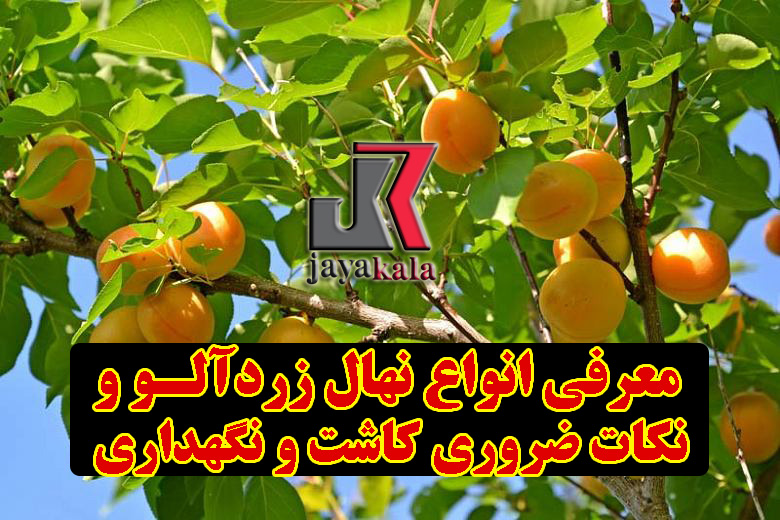 معرفی انواع نهال زردآلو و نکات ضروری کاشت و نگهداری
