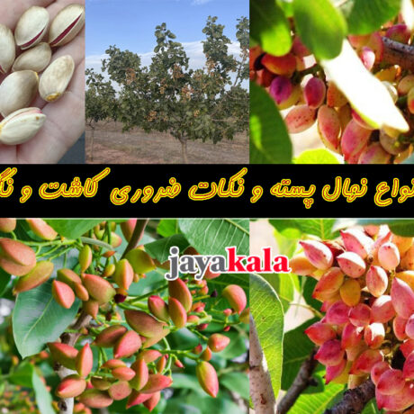 معرفی انواع نهال پسته و نکات ضروری کاشت و نگهداری