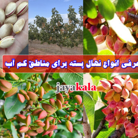 معرفی-انواع-نهال-پسته-برای-مناطق-کم-آب