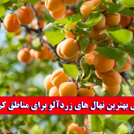 معرفی بهترین نهال های زردآلو برای مناطق کم آب