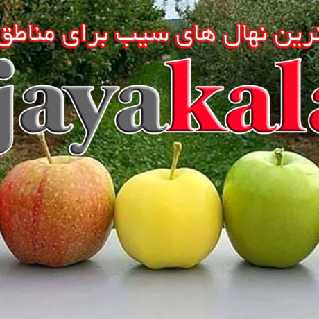 معرفی-بهترین-نهال-های-سیب-برای-مناطق-مختلف