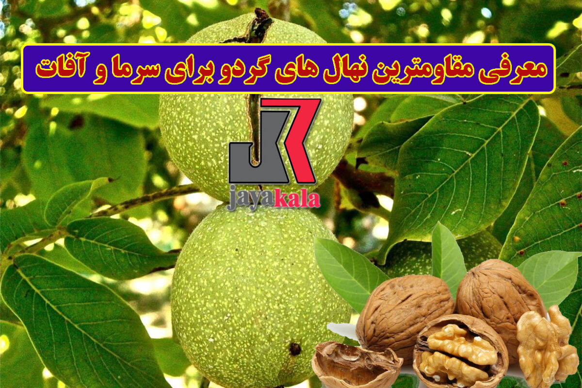 معرفی مقاومترین نهال های گردو برای سرما و آفات