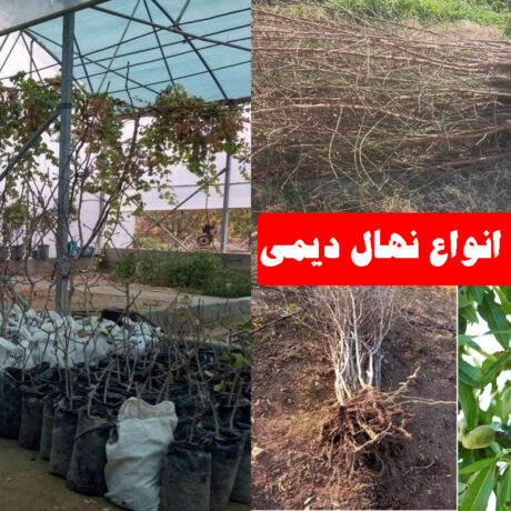 معرفی-کاشت-نهال-های-دیمی-در-وضعیت-کم-آبی