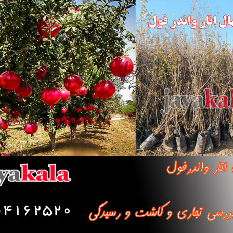 نهال انار واندرفول بررسی تجاری و کاشت و رسیدگی