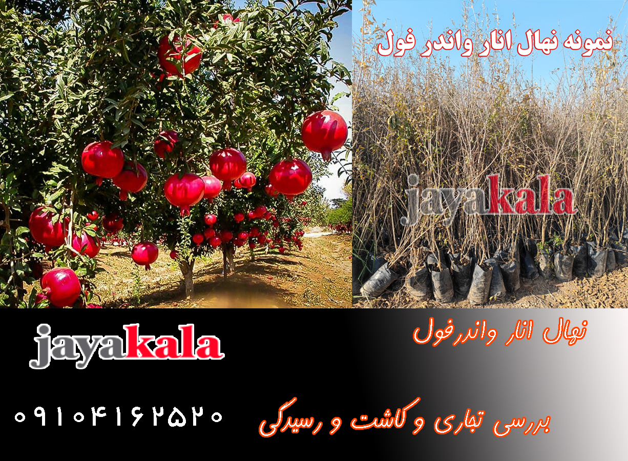 نهال انار واندرفول | بررسی تجاری و کاشت و رسیدگی