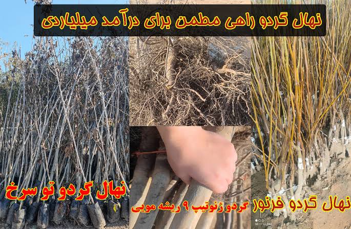 نهال گردو راهی مطمن برای درآمد میلیاردی