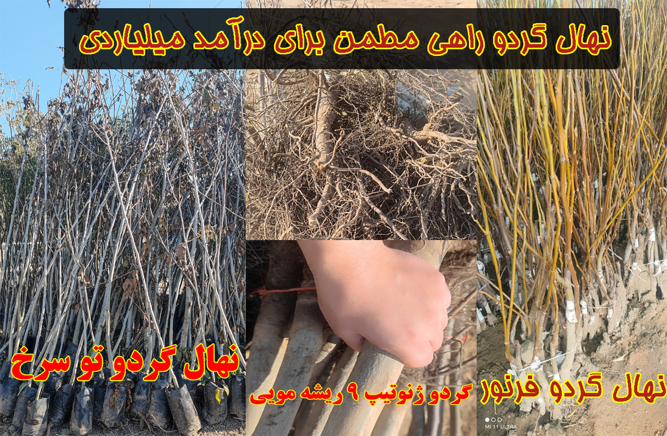 نهال گردو راهی مطمن برای درآمد میلیاردی