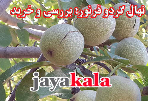 نهال گردو فرنور: بررسی و خرید