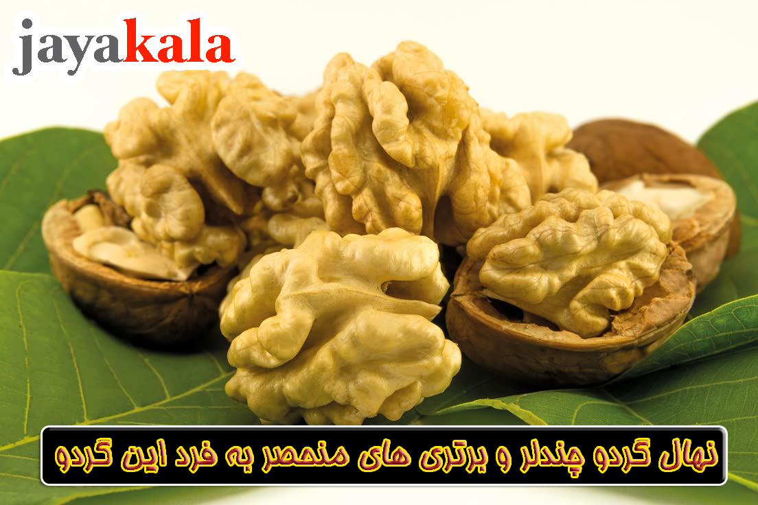 نهال گردو چندلر و برتری های منحصر به فرد این گردو