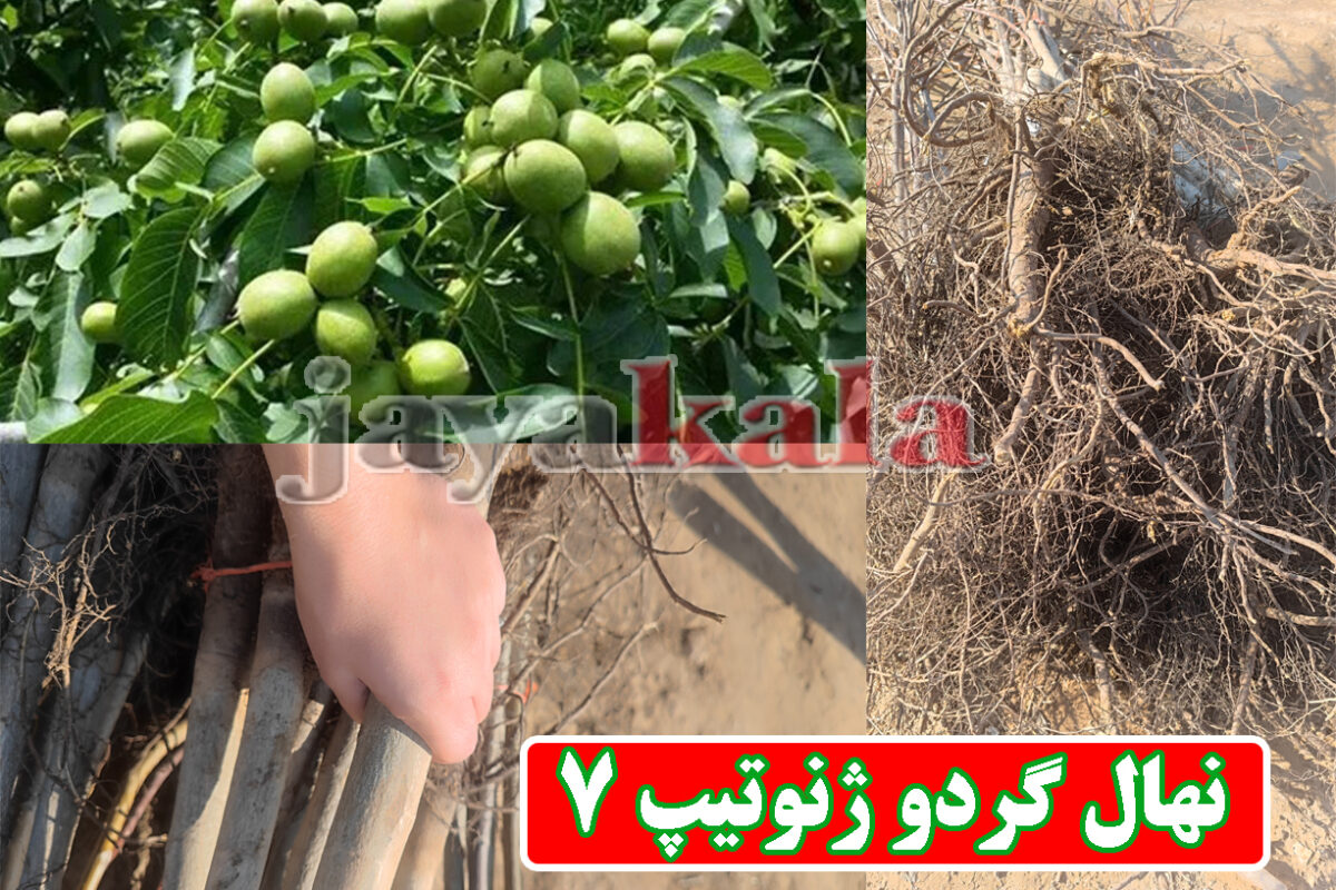 نهال گردو ژنوتیپ 7