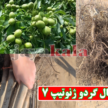 نهال گردو ژنوتیپ 7